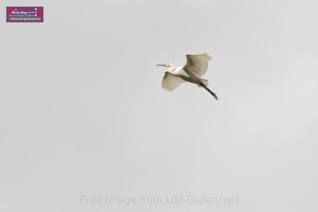 20150619taipo-egret_f41688960.jpg