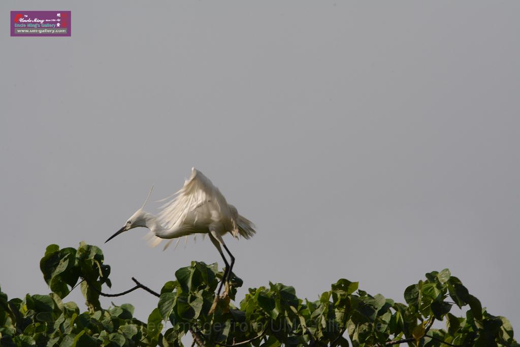 20150619taipo-egret_f43011584.jpg