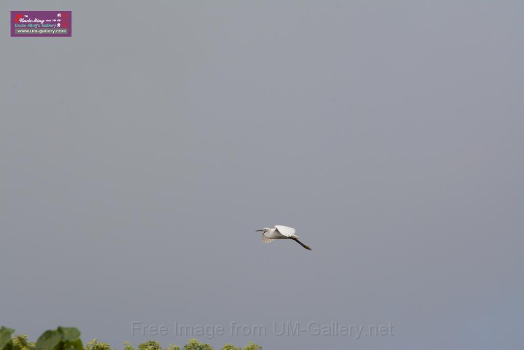 20150619taipo-egret_f43642240.jpg