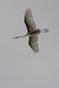 20150619taipo-egret_f41598144