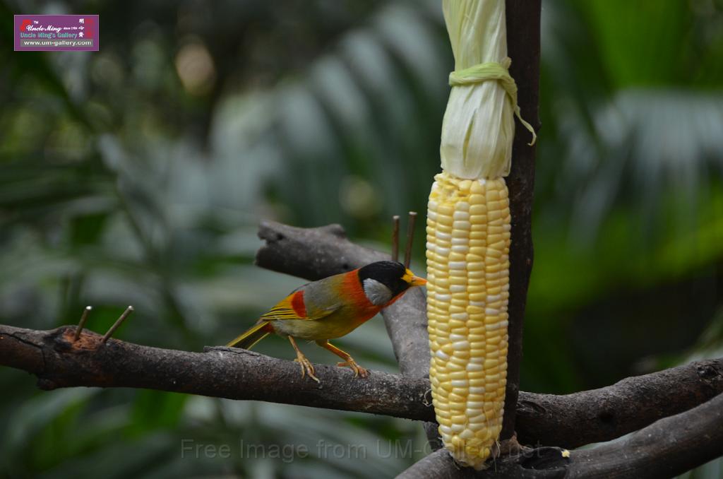 20150426jw-hk-park_DSC_0557.JPG
