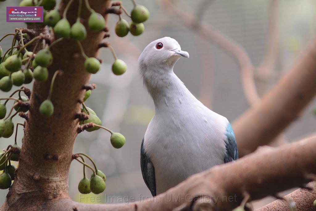 20160926birds-DSC_6520.JPG