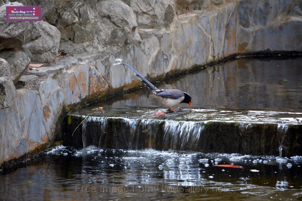 20170212sm-bln-city-park-bird_DSC_8596.JPG