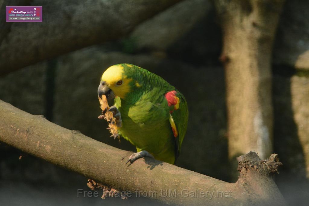 20180331birds-kowloon-park_DSC_1079.JPG