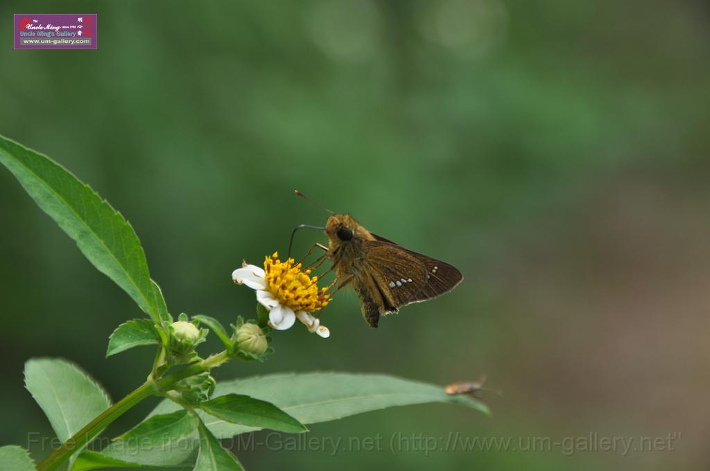 091026sf_fungyuen_DSC_0515.JPG