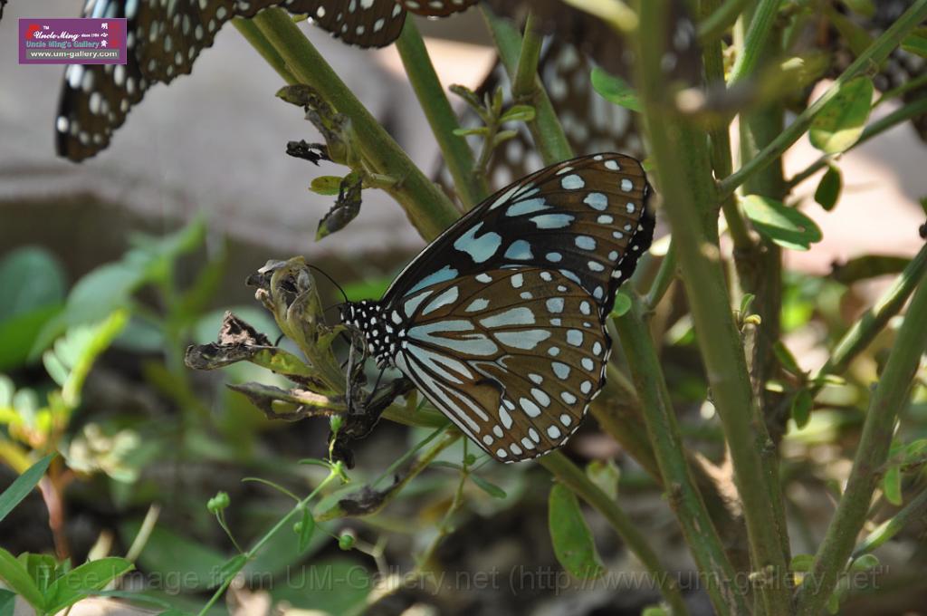 091026sf_fungyuen_DSC_0533.JPG