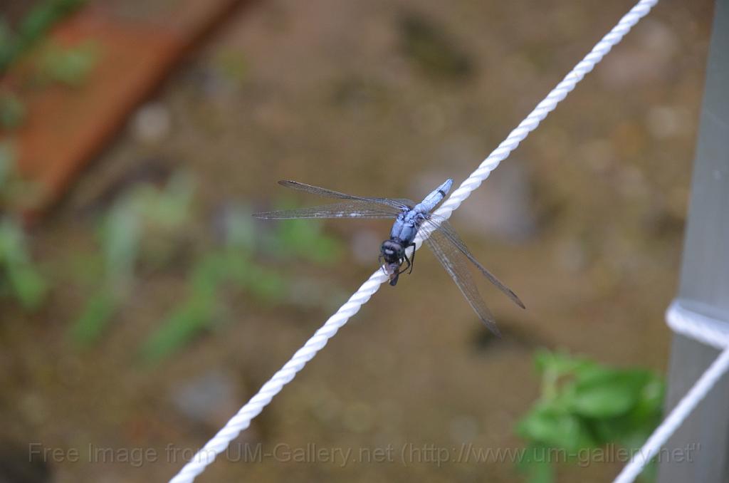 DSC_4187.JPG