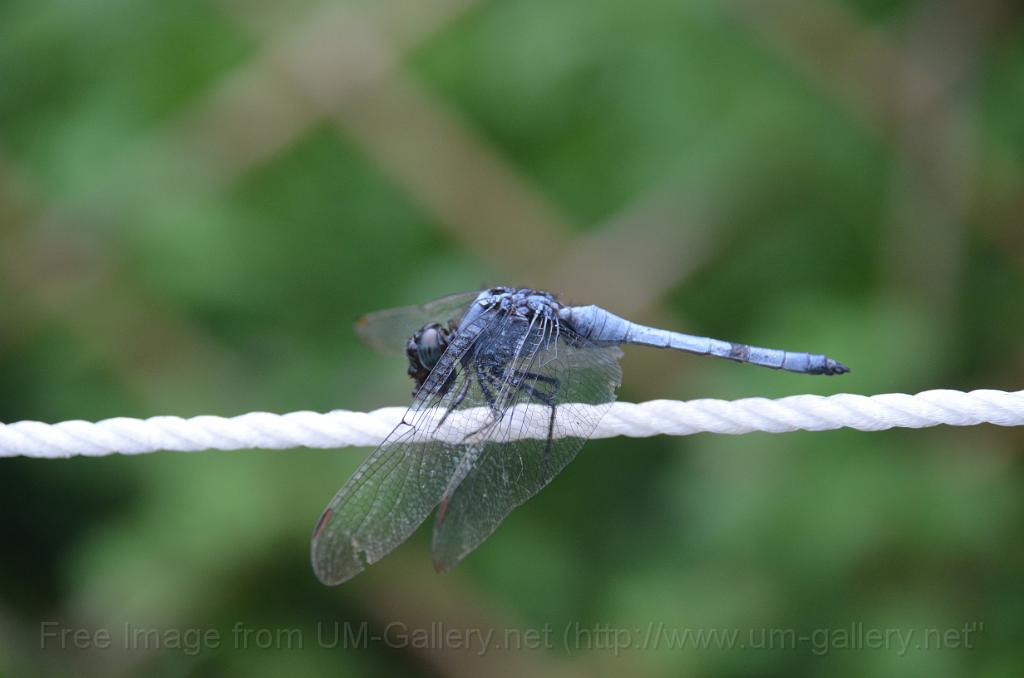 DSC_4195.JPG