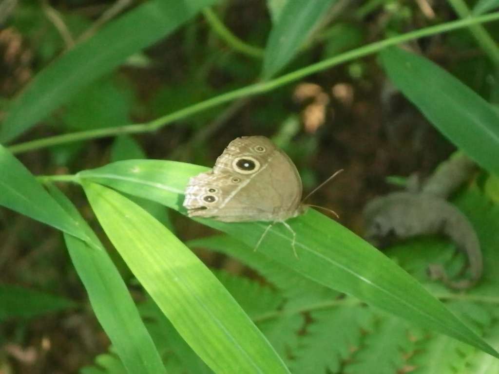 20140831sm-fungyuen-IMGP0561.JPG