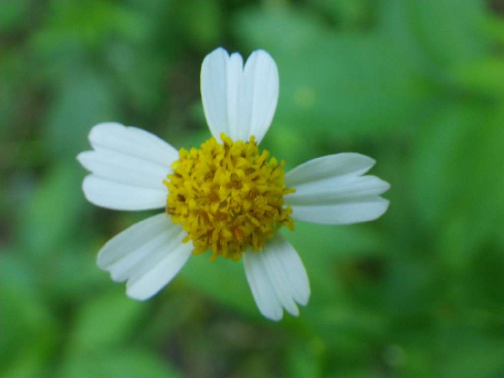 20140831sm-fungyuen-IMGP0564.JPG