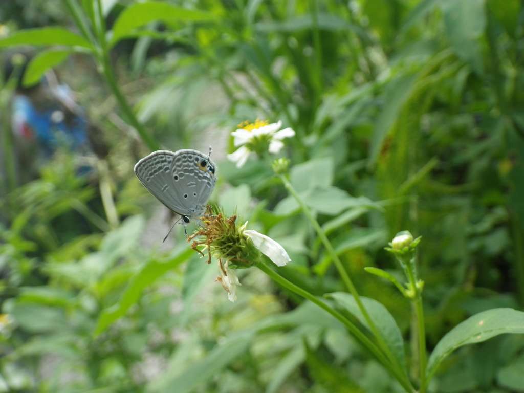 20140831sm-fungyuen-IMGP0566.JPG