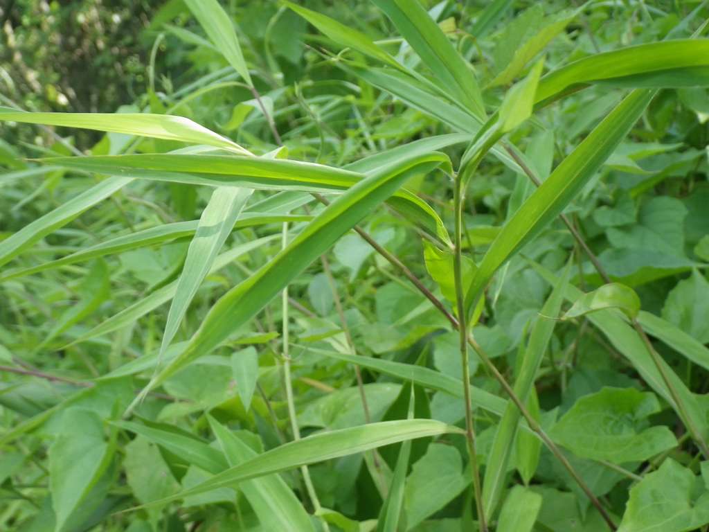 20140831sm-fungyuen-IMGP0571.JPG