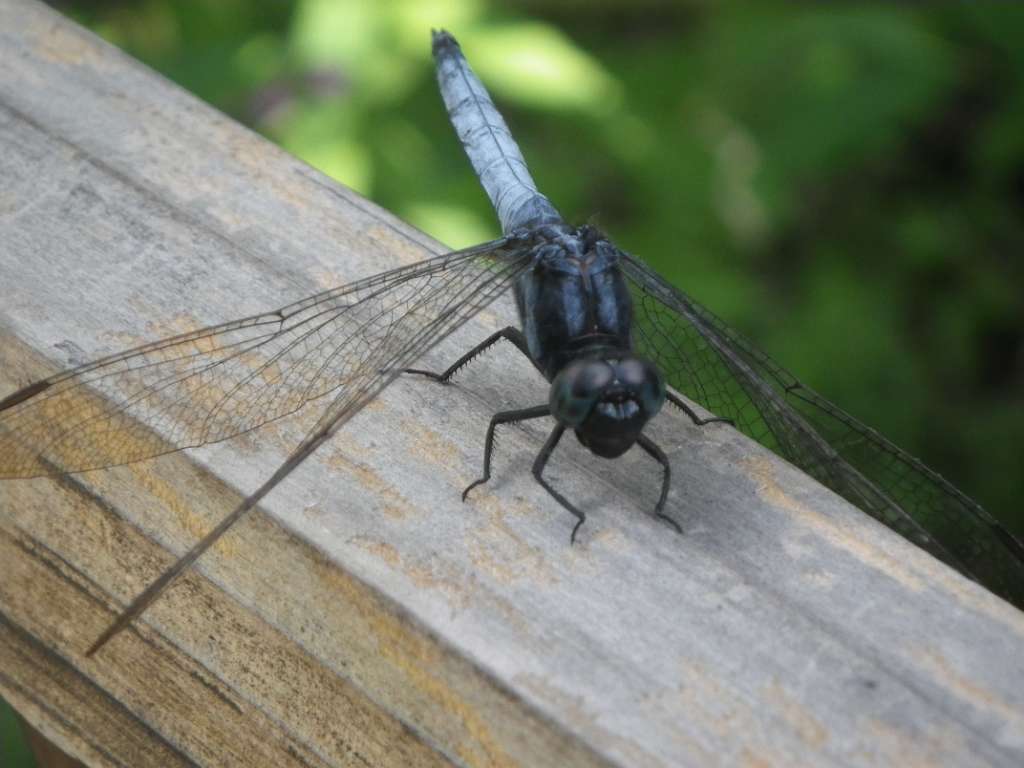 20140831sm-fungyuen-IMGP0579.JPG