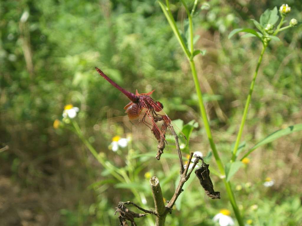 20140831sm-fungyuen-IMGP0583.JPG