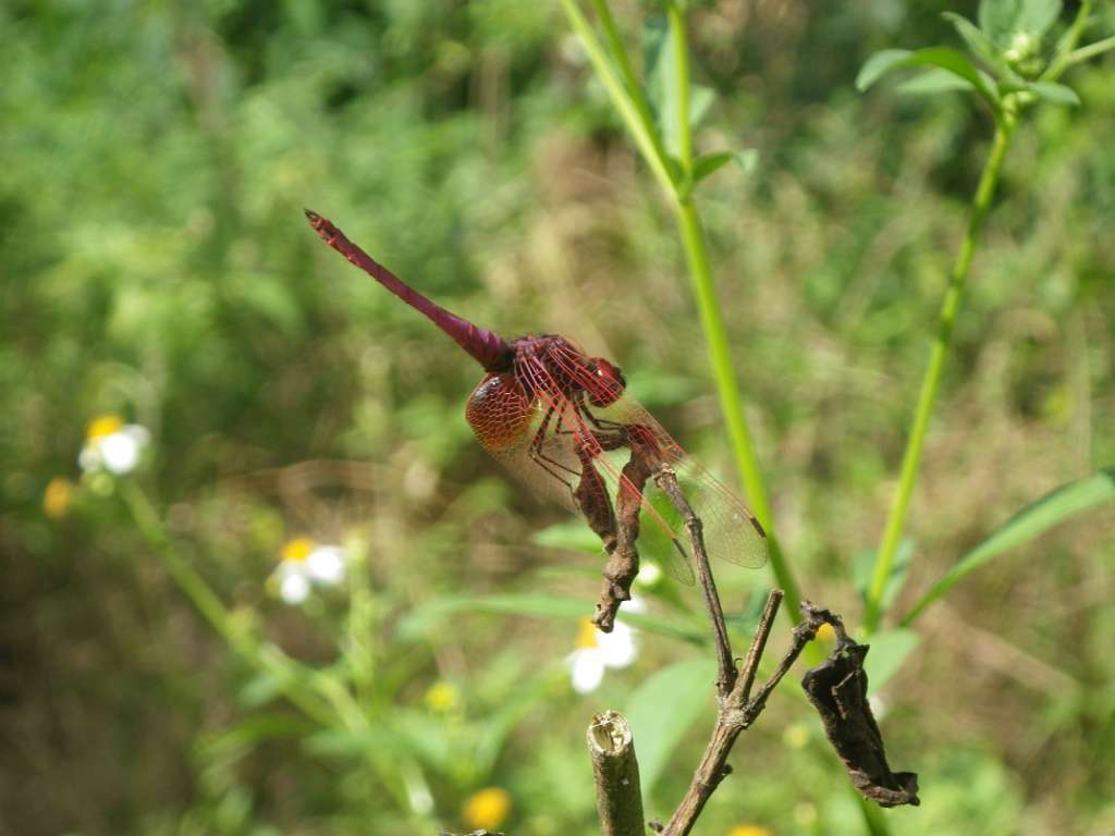 20140831sm-fungyuen-IMGP0584.JPG