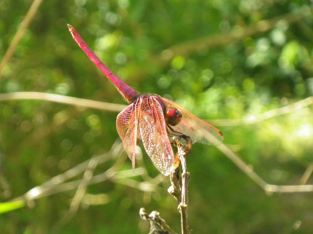 20140831sm-fungyuen-IMGP0586.JPG