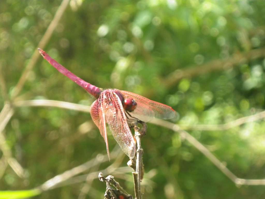 20140831sm-fungyuen-IMGP0587.JPG