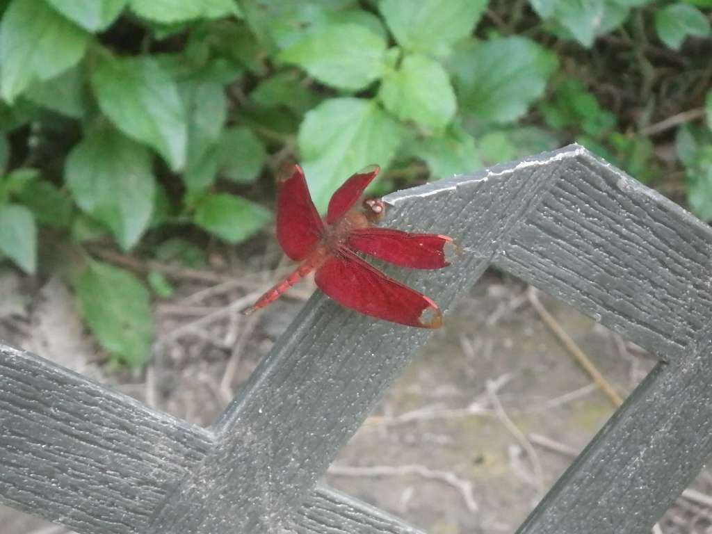 20140831sm-fungyuen-IMGP0590.JPG