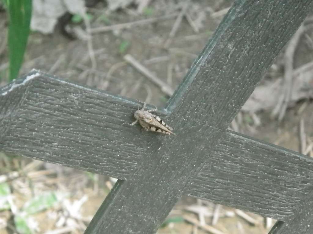 20140831sm-fungyuen-IMGP0591.JPG