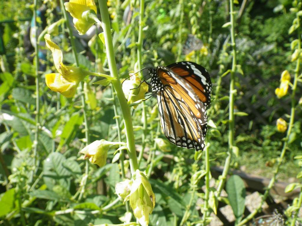 20140831sm-fungyuen-IMGP0596.JPG