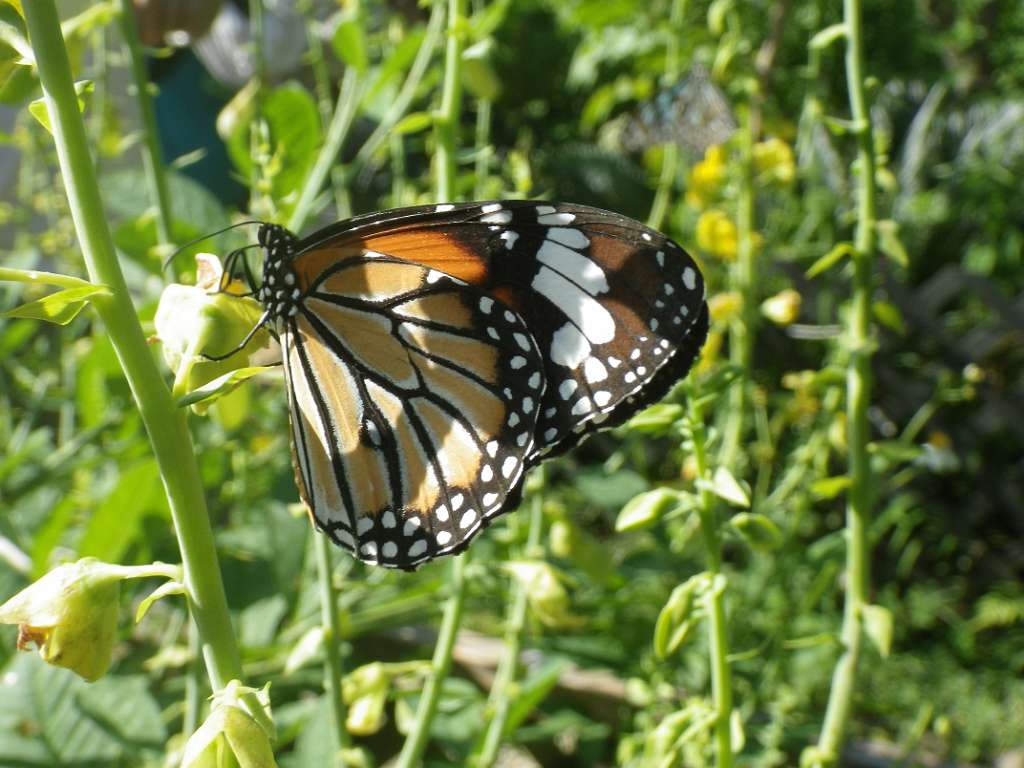 20140831sm-fungyuen-IMGP0597.JPG