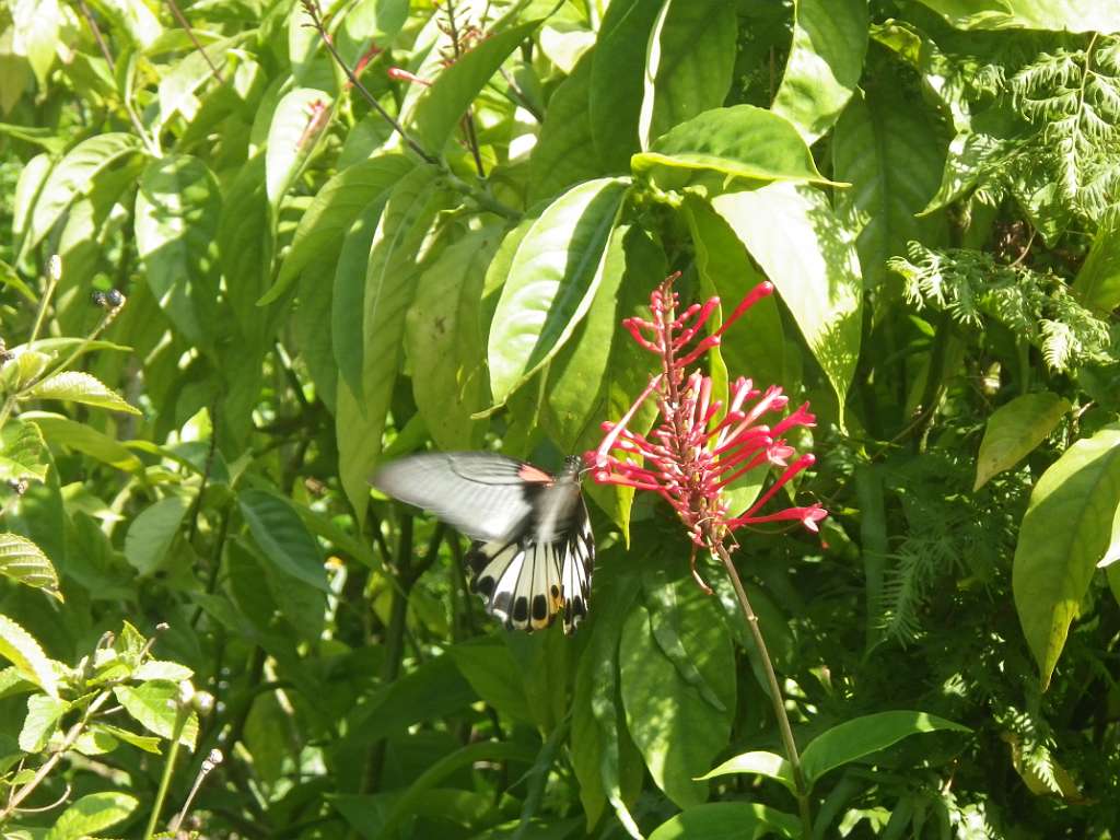 20140831sm-fungyuen-IMGP0616.JPG