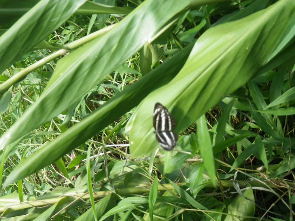 20140831sm-fungyuen-IMGP0620.JPG