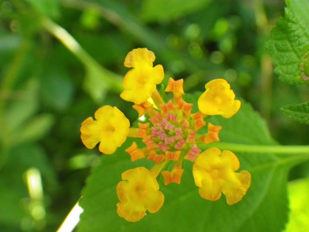 20140831sm-fungyuen-IMGP0629.JPG
