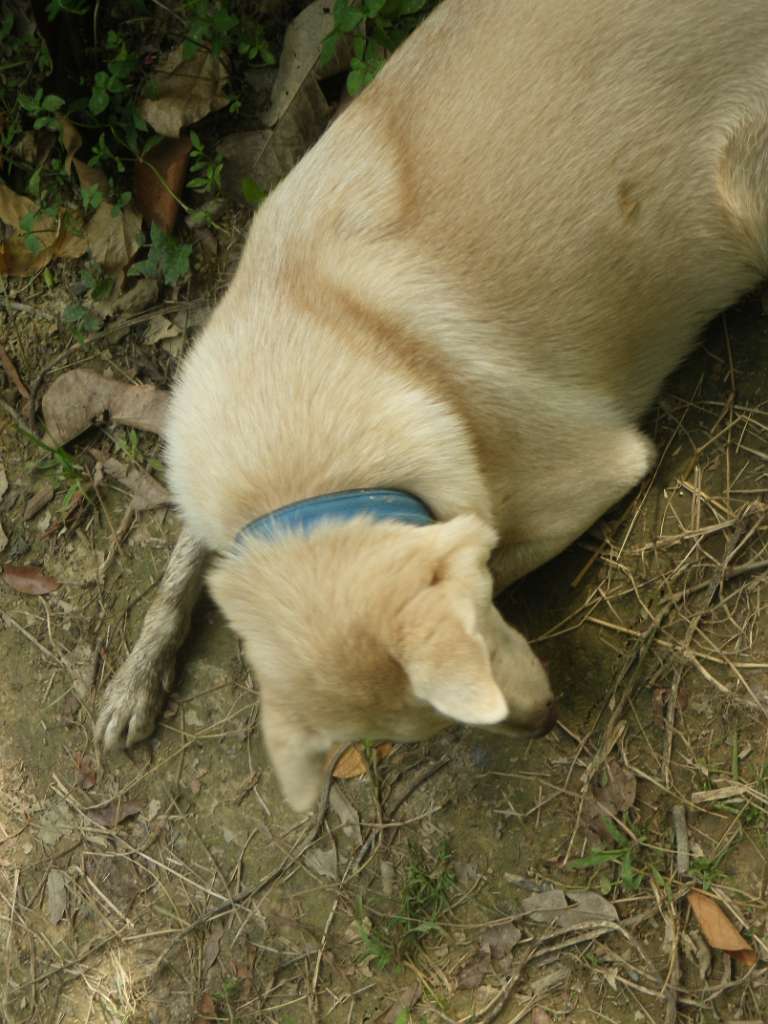 20140831sm-fungyuen-IMGP0646.JPG