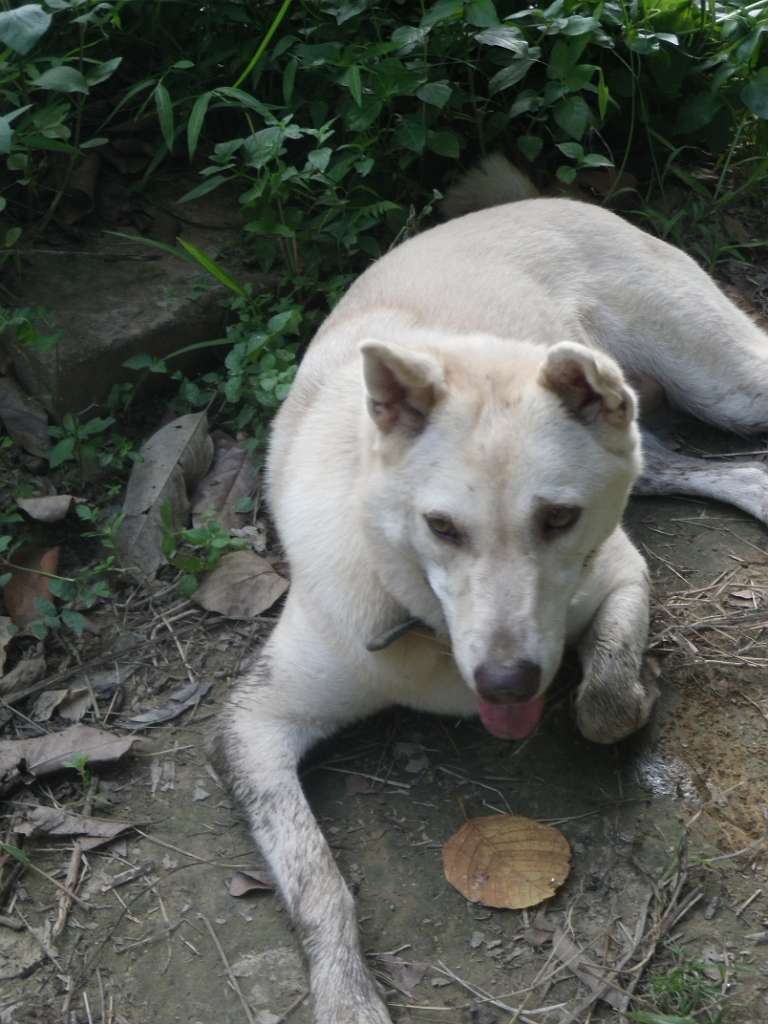 20140831sm-fungyuen-IMGP0647.JPG