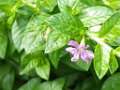 20140831sm-fungyuen-IMGP0651