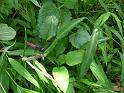 091026ss_fungyuen_P1030383