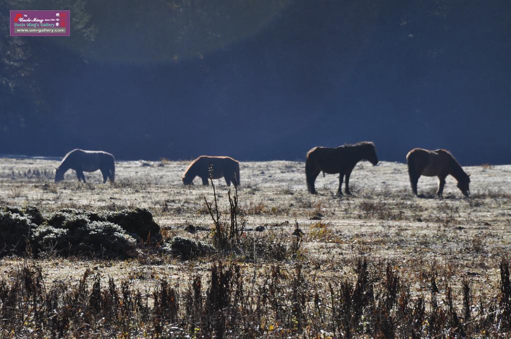20121003sichuan_DSC_0403.JPG