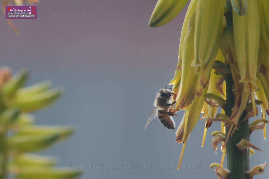 20170205sm-bee_DSC_8562.JPG