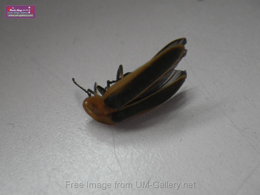 20140430sm-firefly-IMGP0025.JPG