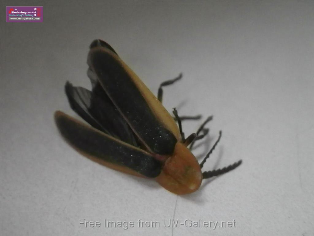 20140430sm-firefly-IMGP0027.JPG