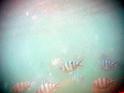 0803sm_P1090466
