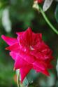 20140518jw-taipo-DSC_5707