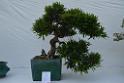 20150328sm-floral-exhibition_DSC_1942