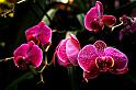 080309a_DSC_0943