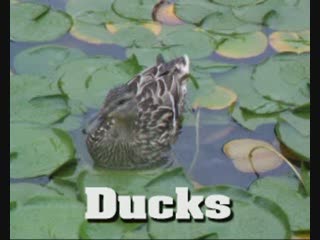 ducks in central park